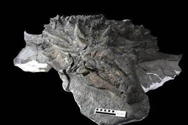 Ученые обнаружили целую окаменелость динозавра анкилозавра, что чрезвычайно хорошо сохранилась