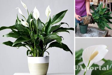 Спатифілум або 'жіноче щастя'
