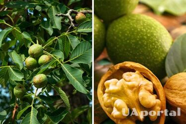 Как быстро вырастить орех грецкий