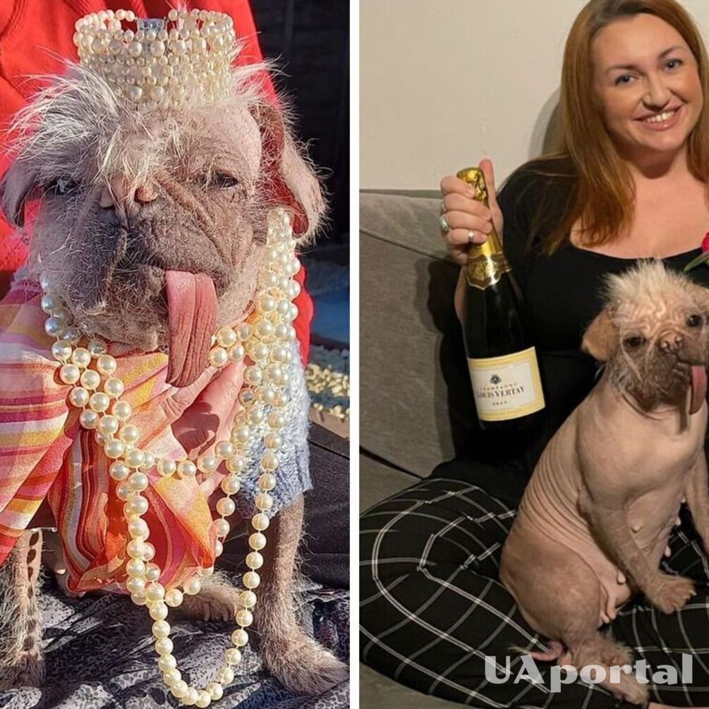 В Великобритании выбрали самую безобразную собаку: как выглядит победитель