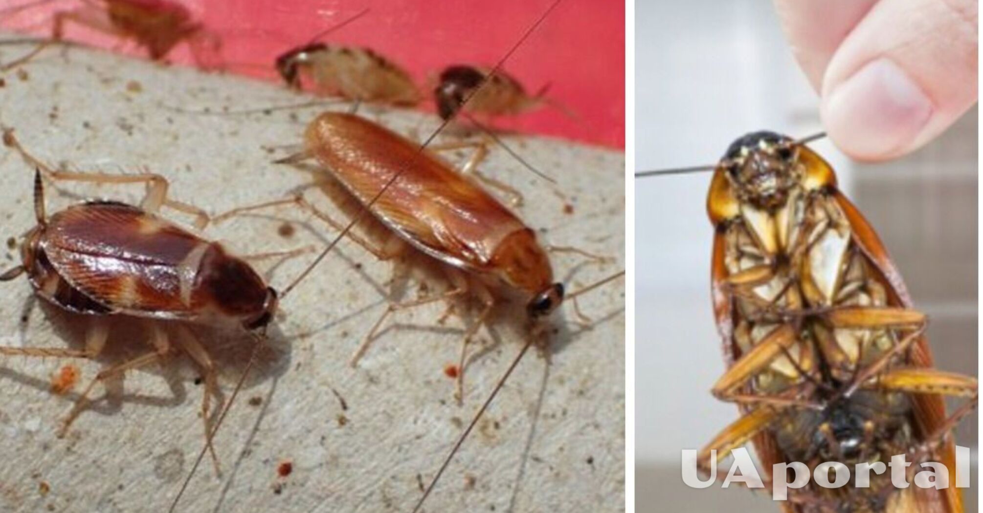 Как сделать самодельную ловушку для тараканов за копейки: лайфхак
