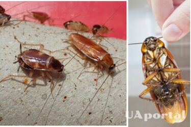 Как сделать бюджетную ловушку для тараканов