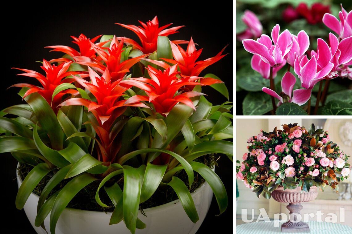 7 кращих кімнатних рослин, які цвітуть взимку