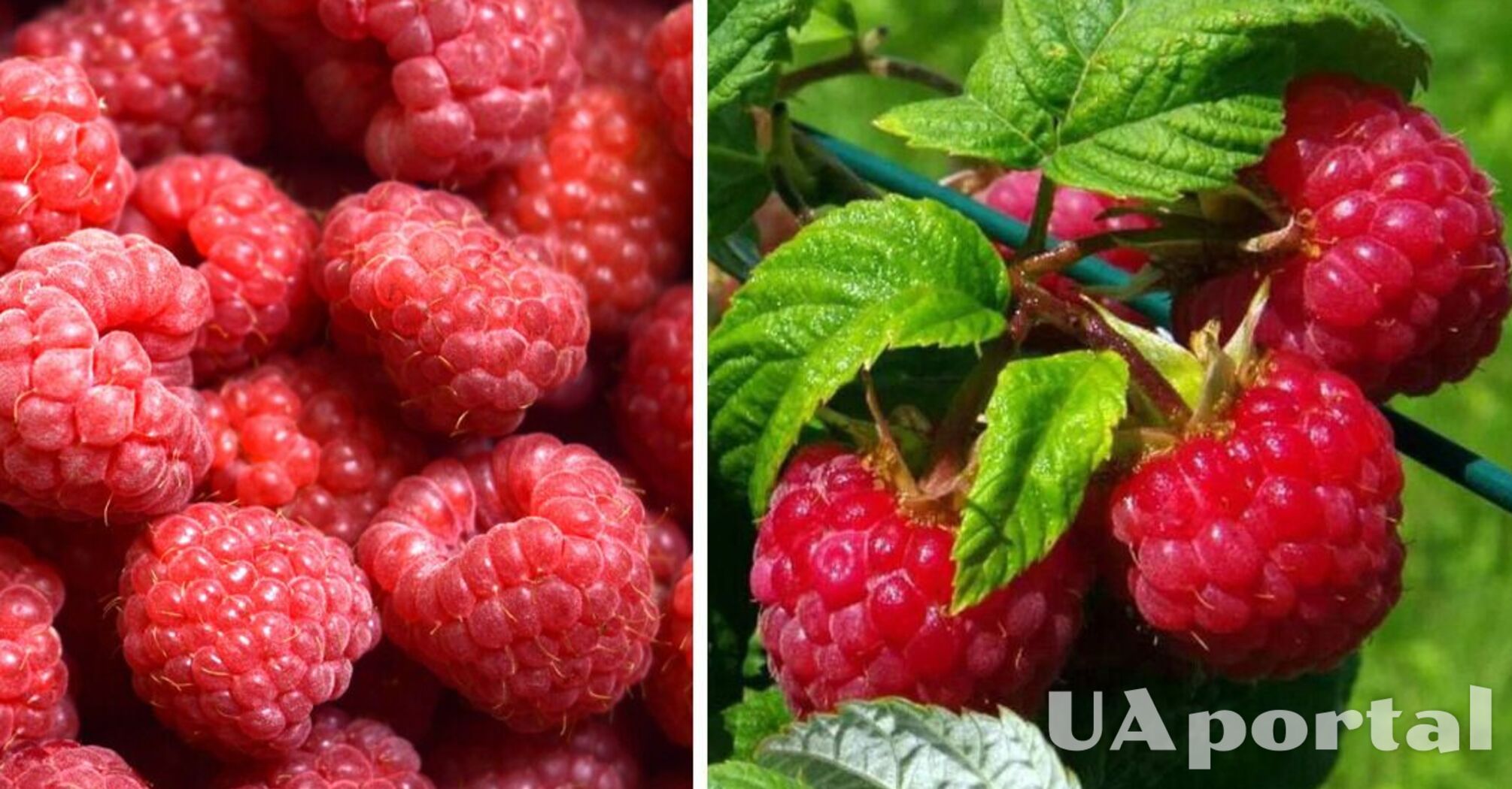 Як правильно доглядати за малиною - правила догляду за малиною - сад та ...