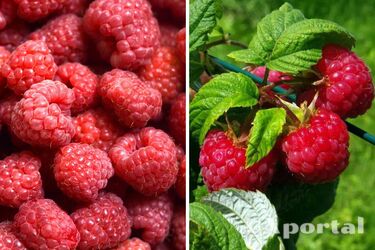 Як потрібно доглядати за малиною: сім важливих правил