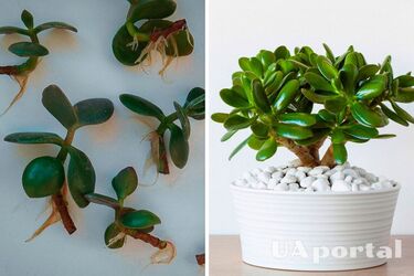 Грошове дерево та живці