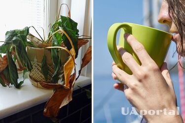 Засохший цветок и чайная заварка