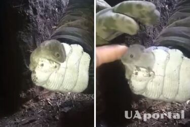 'Бойова миша, залишилося лише навчити': бійці ЗСУ показали кумедне відео з мишеням