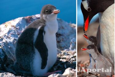 'Уже как бычечки': появились фото пингвинят, которые вылупились у станции 'Академик Вернадский' незадолго до нового года