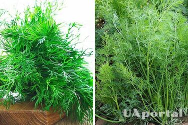 Як виростити кріп - правила догляду за кропом - як підживлювати кріп