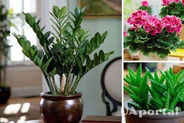 8 кімнатних рослин, за якими легко доглядати