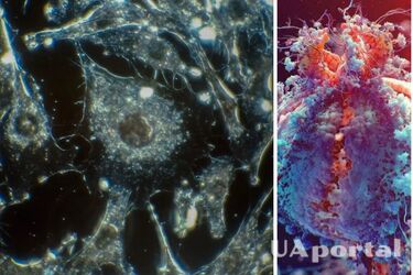 Вчені за допомогою генної інженерії націлили ракові клітини проти раку
