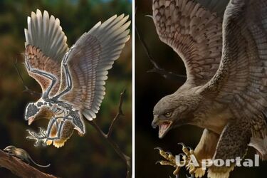 Археологи обнаружили окаменевший скелет птицы с головой динозавра