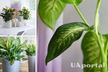 Топ-6 кімнатних рослин для офісу