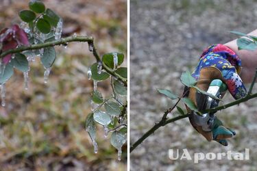 Садоводы призвали немедленно обрезать одно растение, чтобы оно пережило зиму
