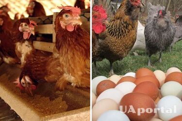 Що додати до раціону курей, щоб краще неслись – поради птахівників