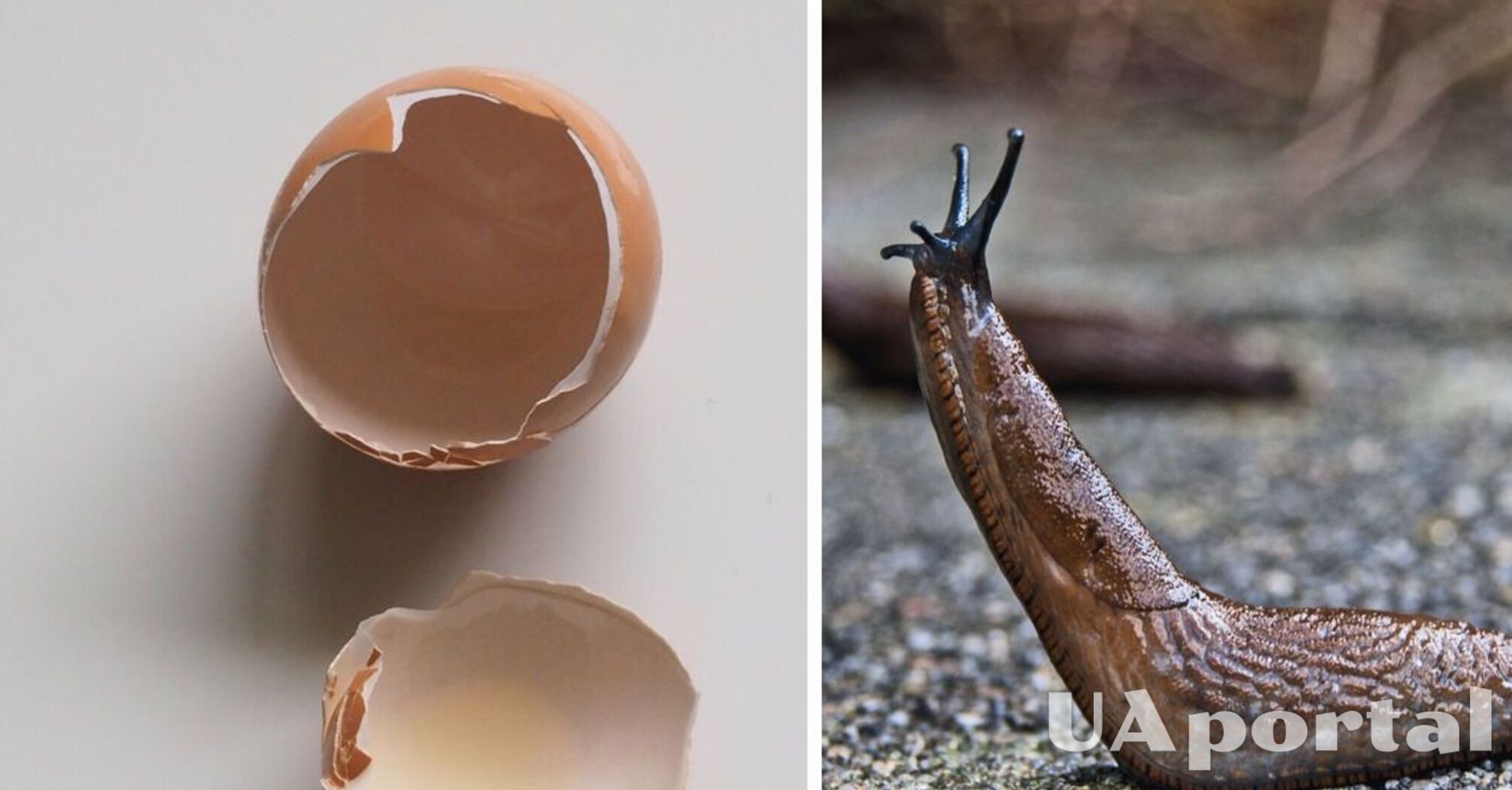 Проти слимаків, нагару та іржі: три дивовижні лайфхаки з яєчною шкаралупою