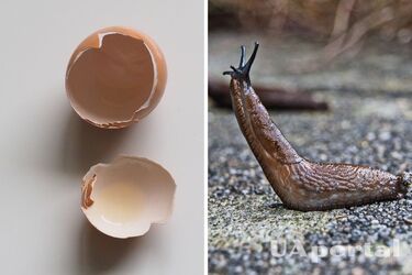 Против слизней, нагара и ржавчины: три удивительных лайфхака с яичной скорлупой