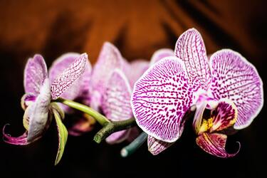 Орхидеи будут цвести долго и обильно: просто потрите и полейте этим средством (видео)