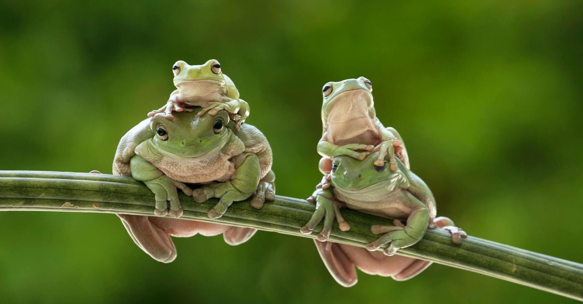 'Жаба цицьки дасть' и 'давати горобцям дулі': значение фразеологизмов