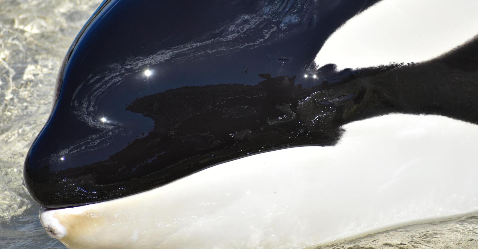 Ученые выясняют, как погибла косатка, проглотившая семь морских выдр (фото)