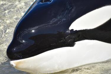 Ученые выясняют, как погибла косатка, проглотившая семь морских выдр (фото)