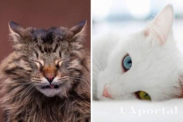 Як коти приносять удачу