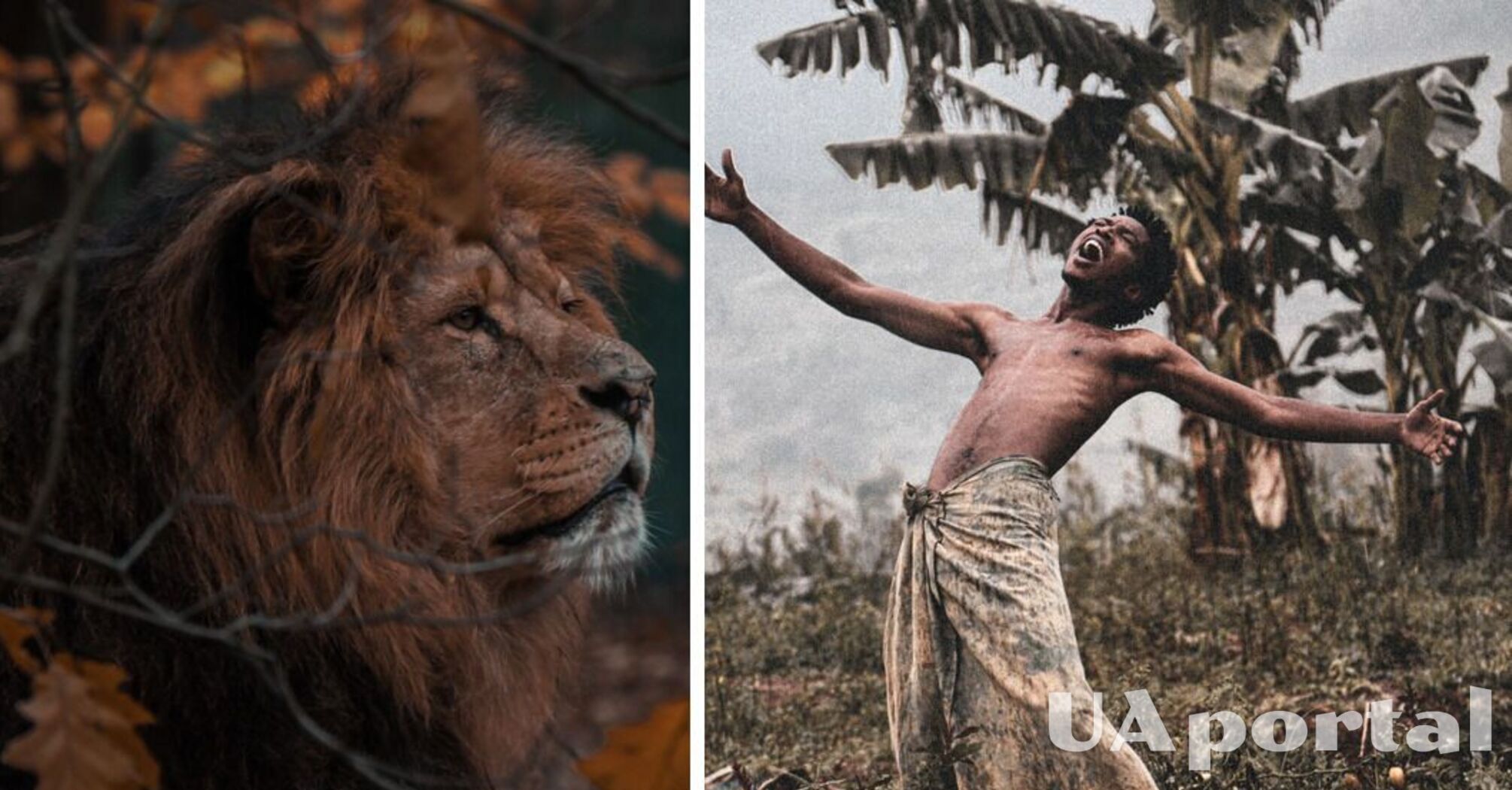 Науковці: леви більше не королі звірів (відео)