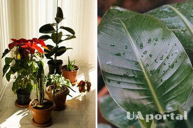 Какие комнатные растения борются с пылью дома – полезные вазоны для дома