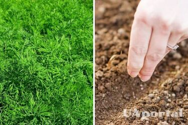 How to plant dill in autumn before winter