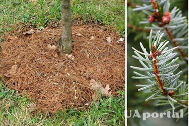 How to make fertiliser from coniferous needles
