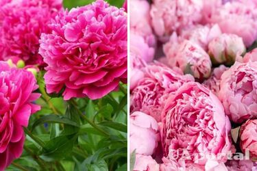 Цветоводы ответили, как правильно обрезать пионы осенью, чтобы пышно цвели на следующий год