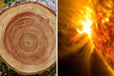 Scientists discovered the most powerful solar flare on Earth thanks to tree rings