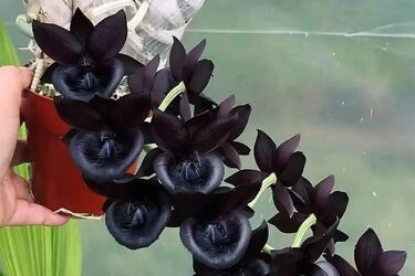 Не выбрасывайте умершую орхидею: как вырастить новый цветок из корней (видео)