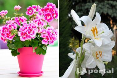 Цветоводы назвали 5 комнатных растений, которые провоцируют головную боль