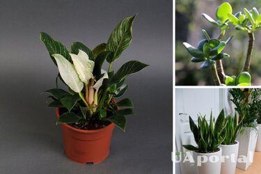 Які кімнатні рослини залучають гроші до будинку