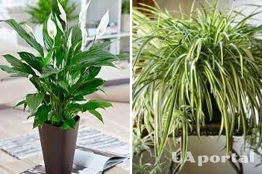 Експерти назвали 4 кімнатні рослини, які захищають будинок від грибка та плісняви