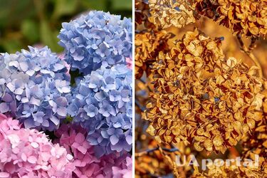 Gardeners named the main rule for pruning hydrangeas before winter