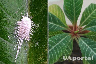 Експерти пояснили, як легко позбутися клопів на кімнатних рослинах