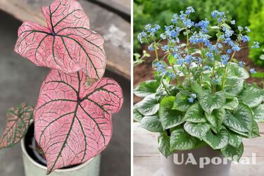 Кімнатні рослини, які ростуть у тіні - які вазони виростити на балконі або веранді