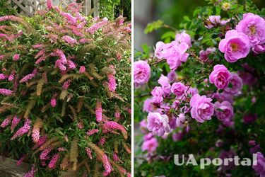 Садоводы назвали растения, которые обязательно нужно успеть обрезать в октябре