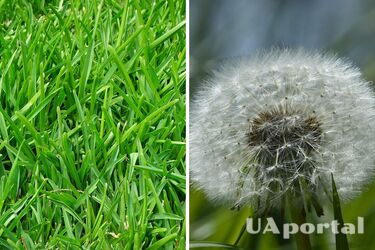 Эксперты объяснили, чем нужно обработать землю в октябре, чтобы не было сорняков в следующем году