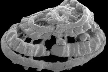 В Китае нашли останки странного существа, возраст которого 535 миллионов лет (фото)