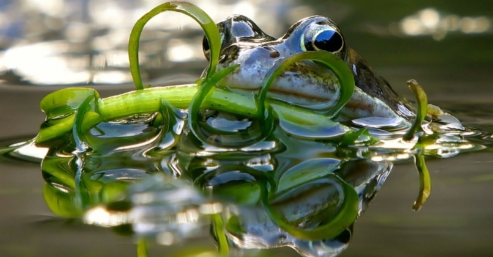 Учені з'ясували, що роблять самки жаб, щоб уникнути сексу