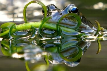 Учені з'ясували, що роблять самки жаб, щоб уникнути сексу
