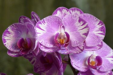 Кому лучше не дарить орхидею