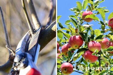 Експерти пояснили, коли обрізати яблуню, щоб отримати більше плодів наступного року
