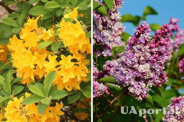 Садоводы назвали четыре растения, которые ни за что нельзя обрезать в октябре