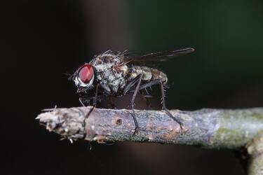 Как избавиться от мух в помещении