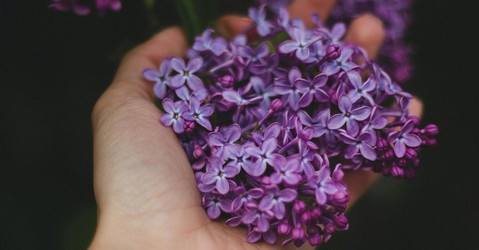 What is the benefit of lilac